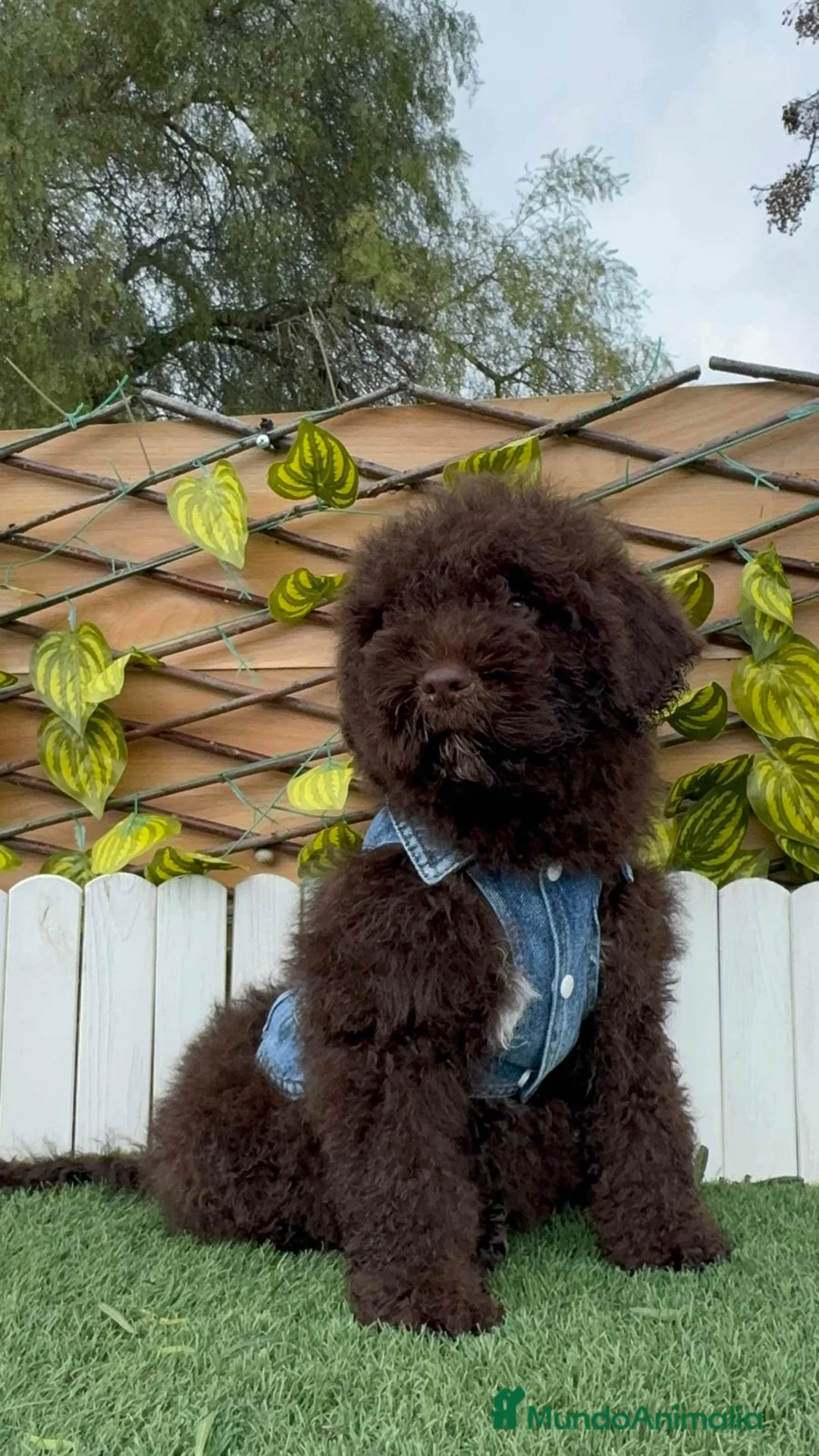 Perro de Agua Español perros en venta: PERRO DE AGUA ESPAÑOL - Anuncio 17