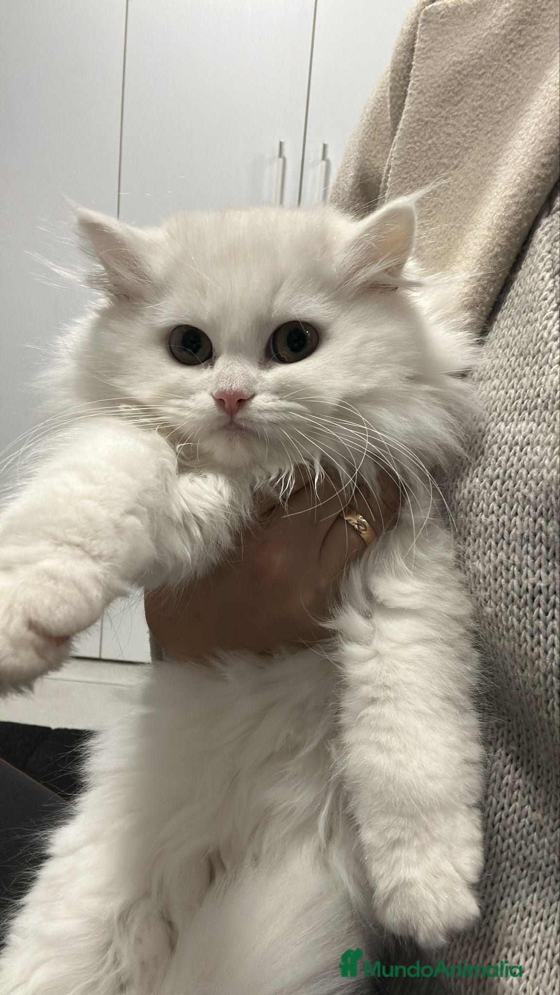 Británico de Pelo Largo gatos British pelo largo  - Anuncio 1