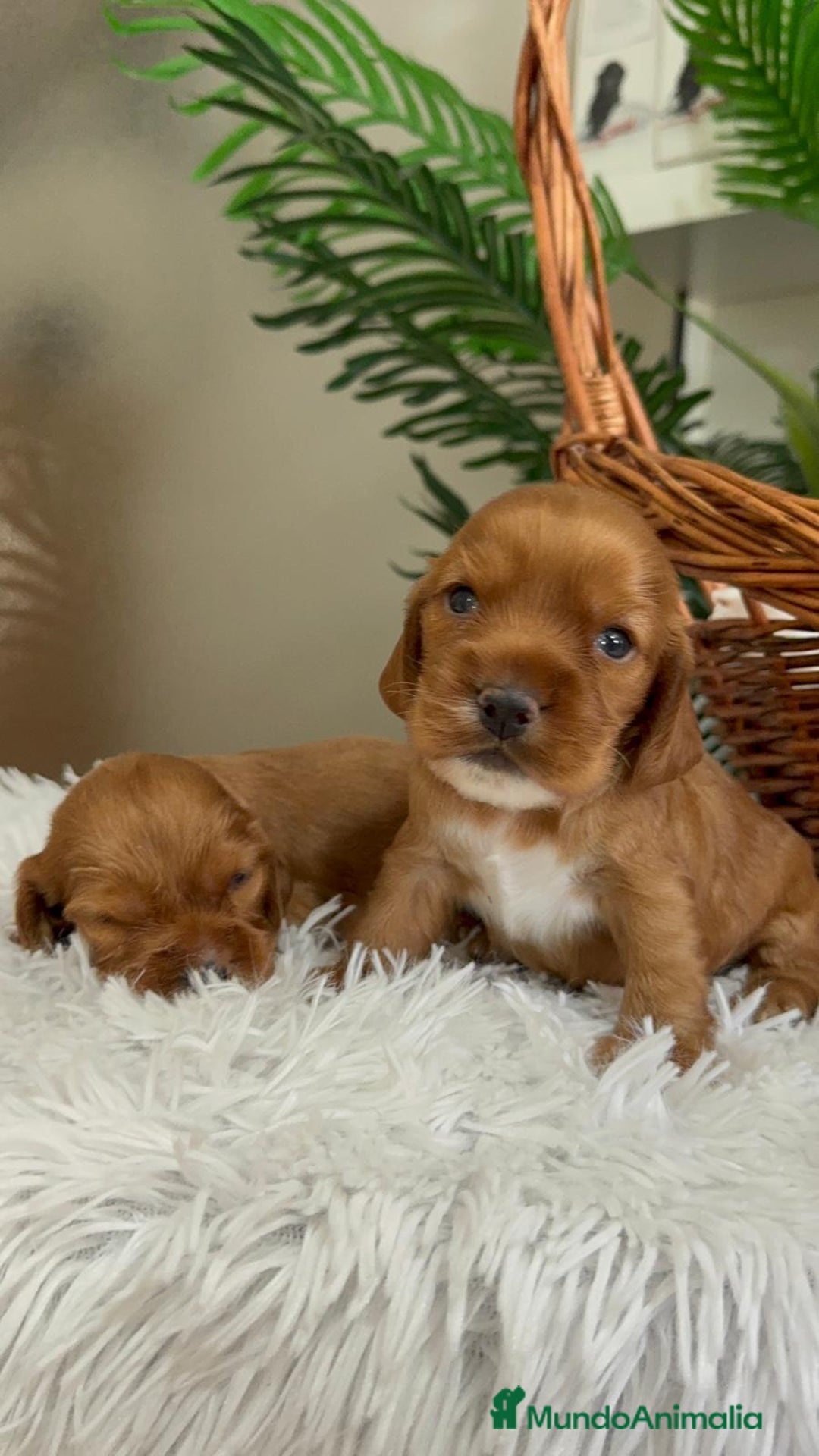 Cocker Spaniel Inglés perros en venta: COCKER SPANIEL INGLES - Imagen 12