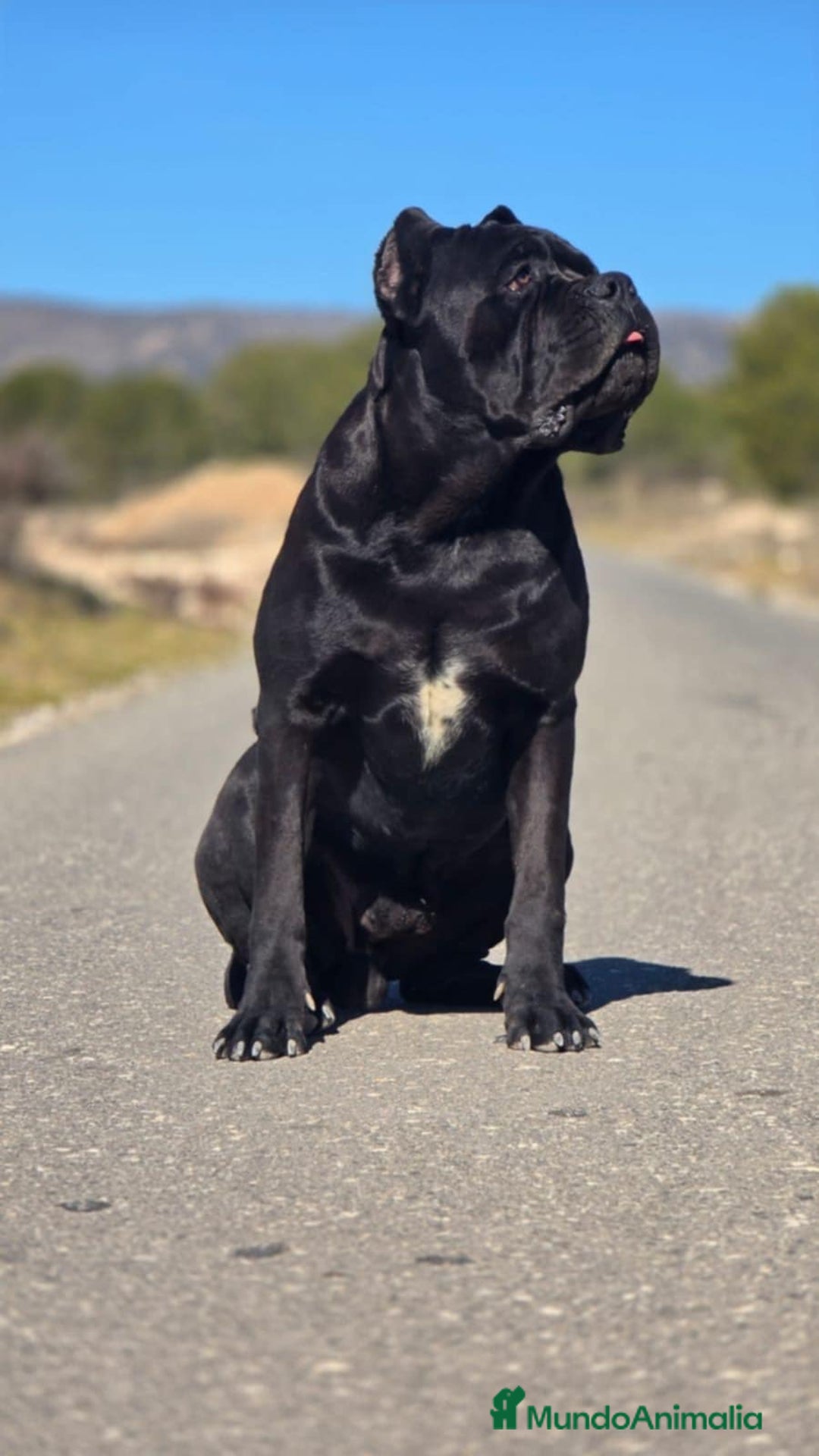 Cane Corso perros en venta: Cane Corso para adopcion - Anuncio 3