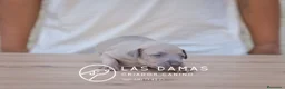 Pequeño Lebrel Italiano perros en venta: Galgo lebrel italiano - Anuncio 4
