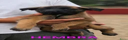 Pastor Belga Malinois perros en venta: Cachorros malinois - Anuncio 5