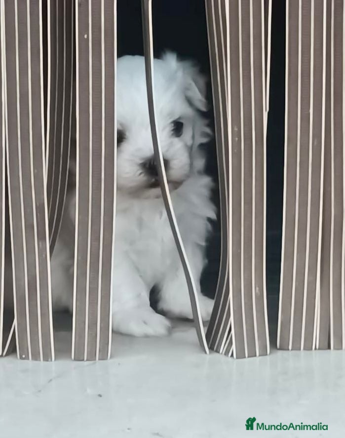Bichón Maltés perros Bichon maltés  - Anuncio 2