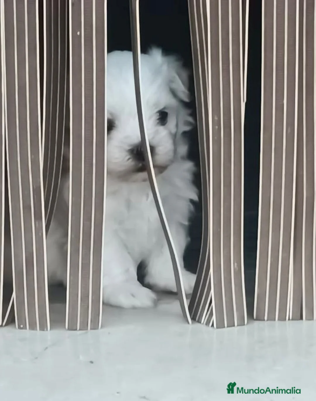 Bichón Maltés perros en venta: Bichon maltés  - Anuncio 1