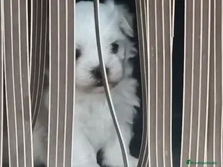 Bichón Maltés perros Bichon maltés - Anuncio 10