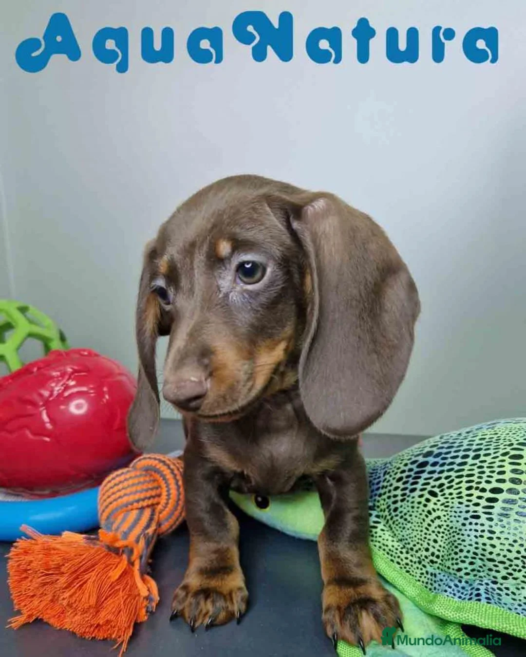 Teckel perros en venta: Teckel Macho DCD 1574 AQUANATURA - Anuncio 7