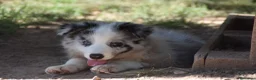 Border Collie perros en venta: Cachorro de Border Collie disponibles - Anuncio 3