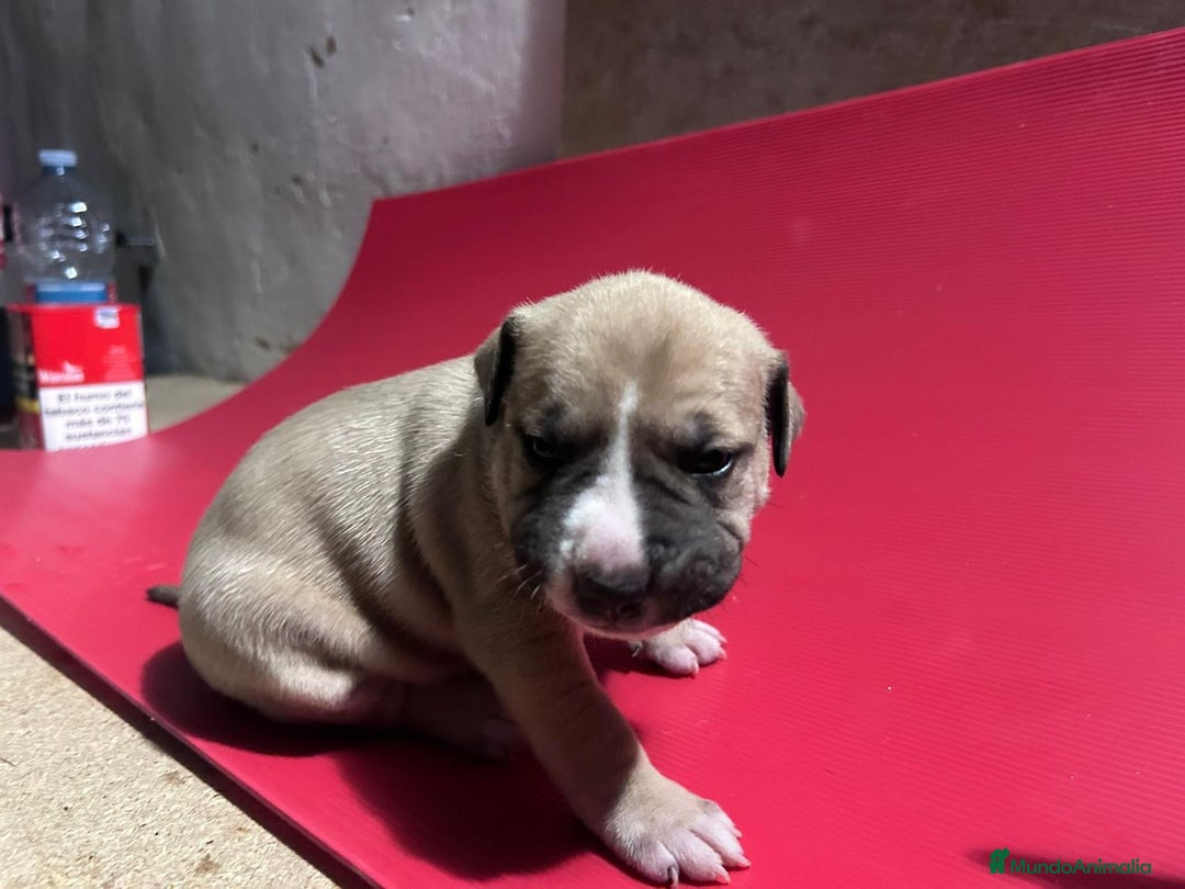 American Pit Bull Terrier perros en venta: camada American Pitbull Terrier  - Imagen 10