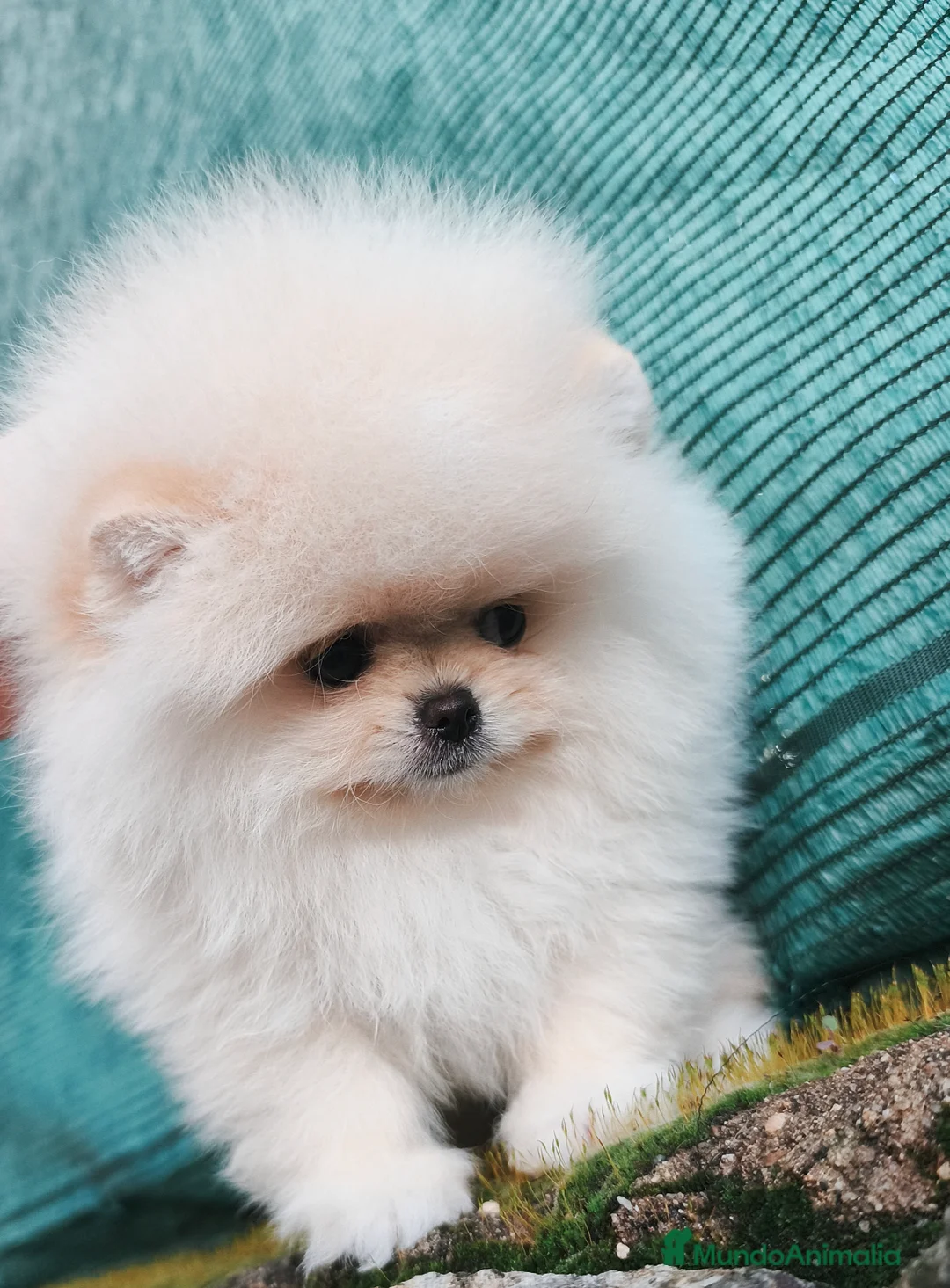Pomerania perros en venta: Cachorros línea coreana  - Anuncio 4