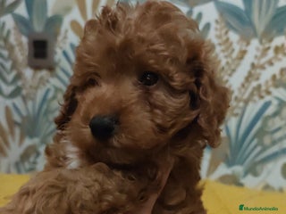 Caniche Toy perros - Anuncio 1