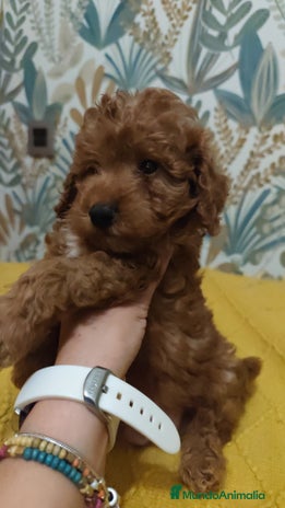 Caniche Toy perros - Anuncio 2