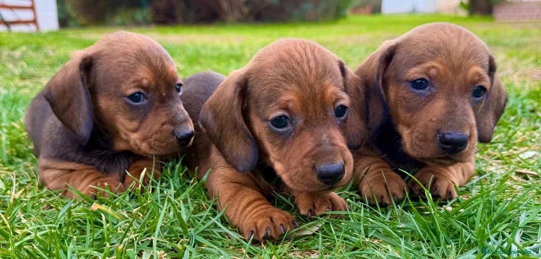 Teckel Miniatura perros en venta: Preciosos Teckel miniatura listo para su hogar  - Anuncio 1