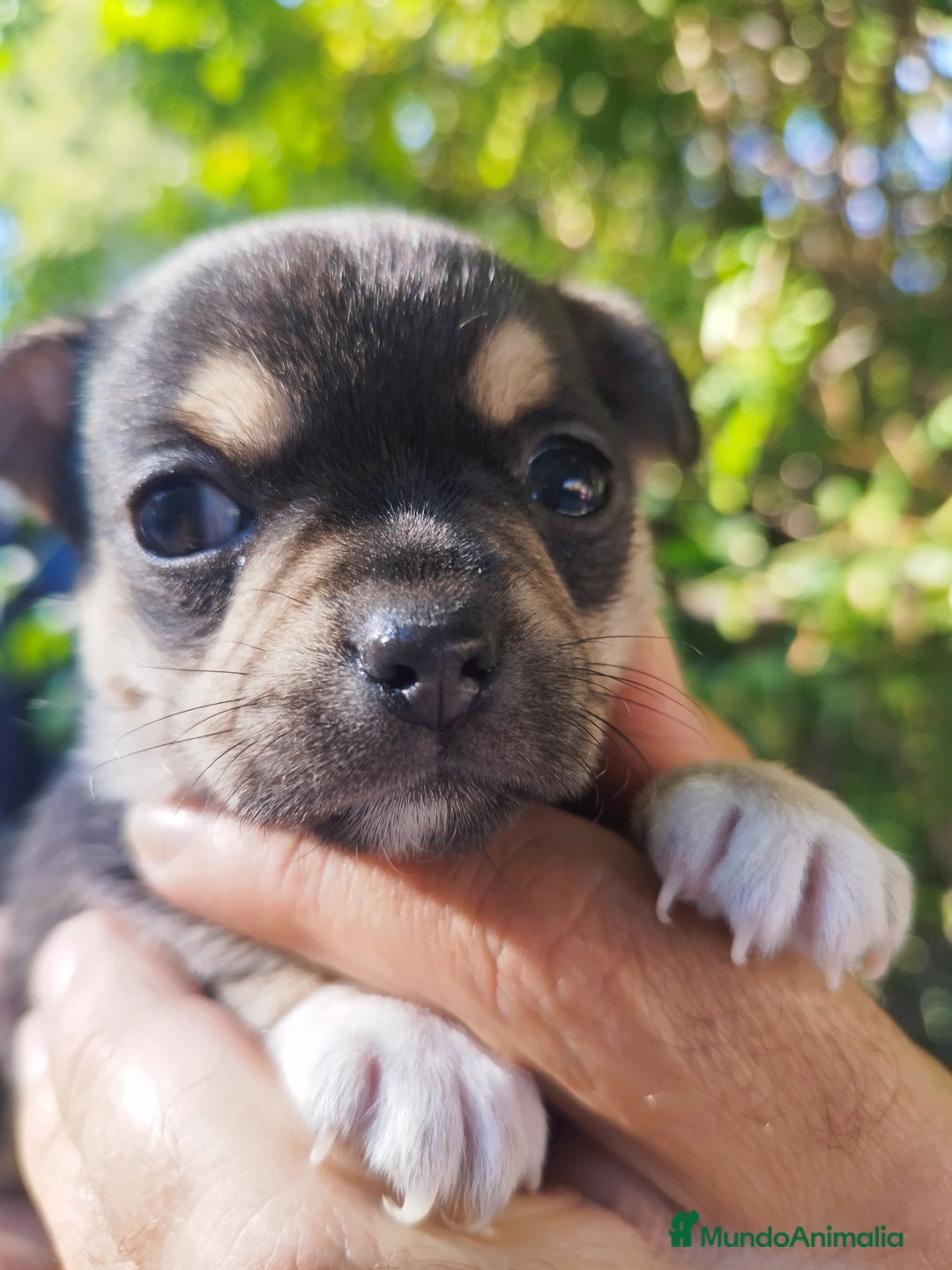 Chihuahua perros en venta: CHIHUAHUAS EXCLUSIVOS - Anuncio 3