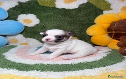 Chihuahua perros en venta: Camada de Chihuahua  - Imagen 2