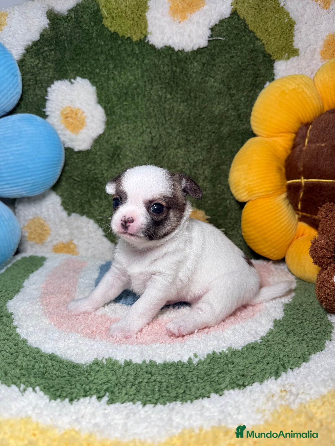 Chihuahua perros en venta: Camada de Chihuahua  - Imagen 2