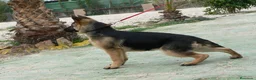Pastor Alemán perros en venta: Espectaculares cachorros pastor alemán  - Anuncio 10