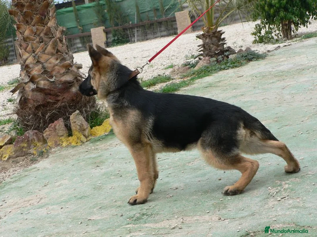 Pastor Alemán perros en venta: Espectaculares cachorros pastor alemán  - Anuncio 10