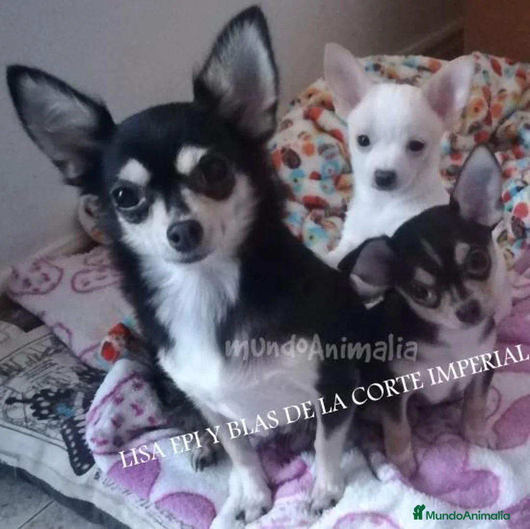 Imagen de galería {{count}}