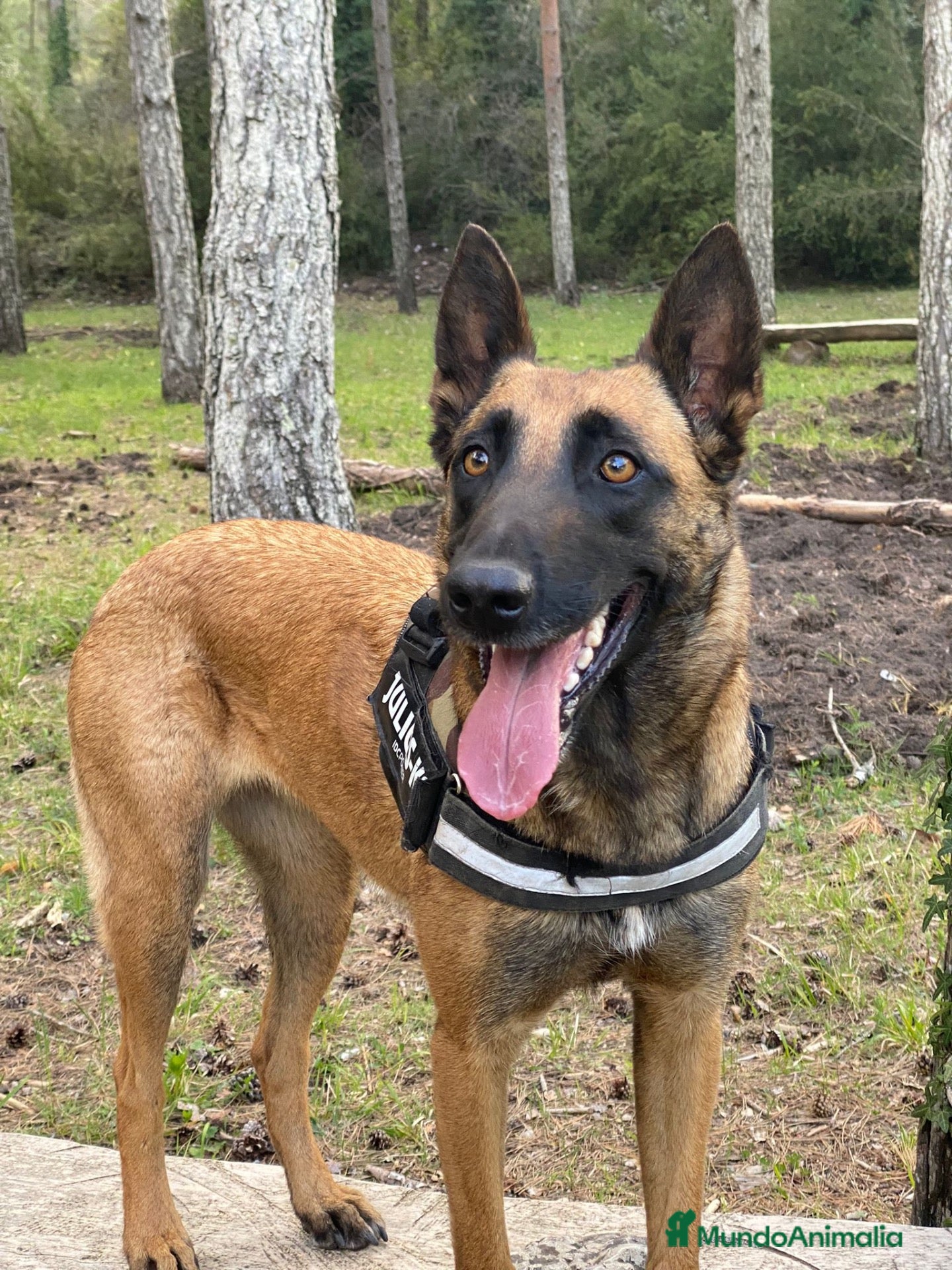Pastor Belga Malinois perros PASTOR BELGA MALINOIS 🐾🐕 - Anuncio 1
