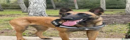 Pastor Belga Malinois perros en venta: PASTOR BELGA MALINOIS 🐾🐕 - Anuncio 1