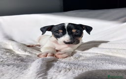 Ratonero Bodeguero Andaluz perros en venta: BODEGUEROS - Anuncio 2