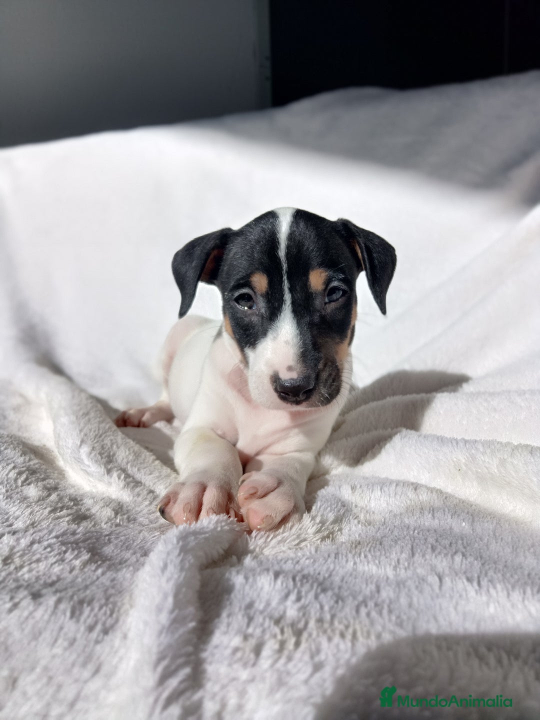 Ratonero Bodeguero Andaluz perros en venta: BODEGUEROS - Anuncio 2