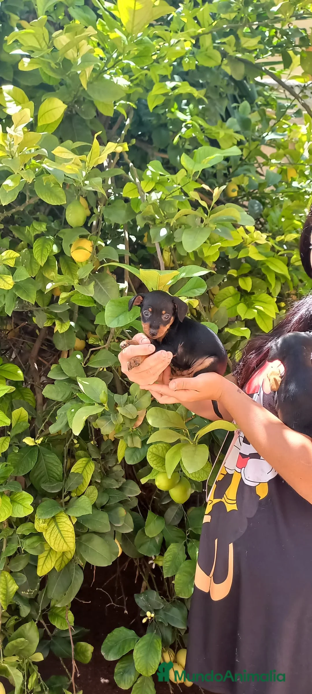 Pinscher Miniatura perros en venta: PINCHER MINIATURA EXCLUSIVOS - Anuncio 5