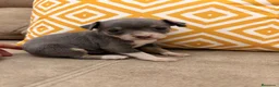 Chihuahua perros en venta: Preciosos Chihuahuas blue - Anuncio 2