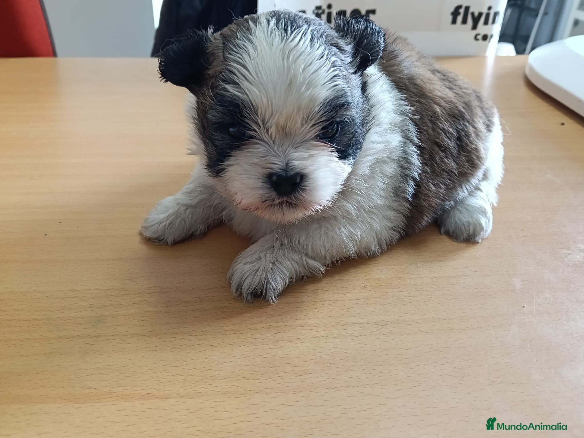 Shih Tzu perros Shih Tzu - Anuncio 9
