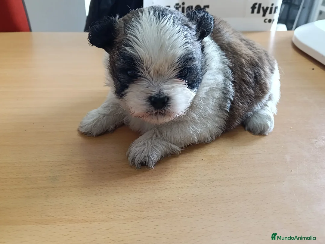 Shih Tzu perros en venta: Shih Tzu - Anuncio 1