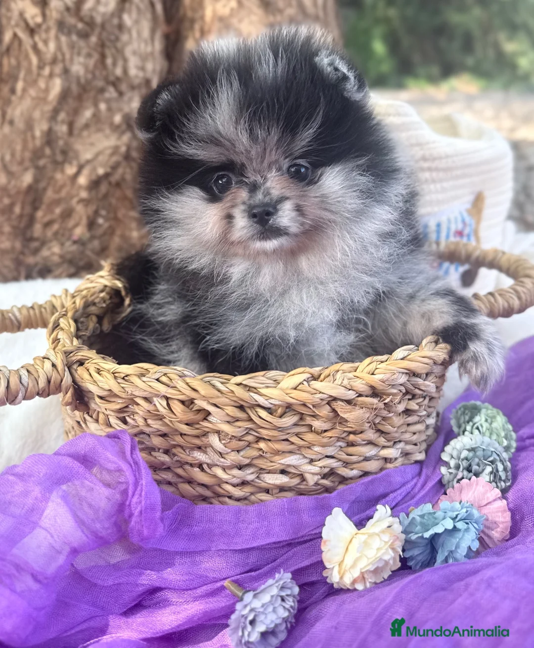 Pomerania perros en venta: Pomerania Merle - Anuncio 1