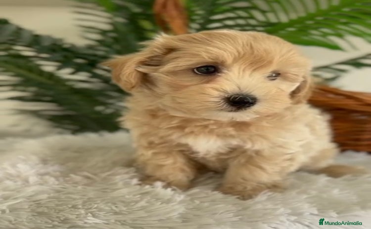 Maltipoo perros - Anuncio 4