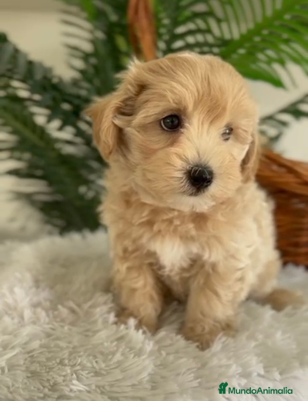 Maltipoo perros en venta: MALTIPOO - Imagen 1