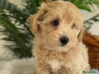 Maltipoo perros - Anuncio 14