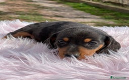 Teckel Miniatura perros en venta: Teckel miniatura  - Imagen 5