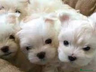 Bichón Maltés perros ‼️‼️Preciosa camada de bichón maltes toy - Anuncio 2