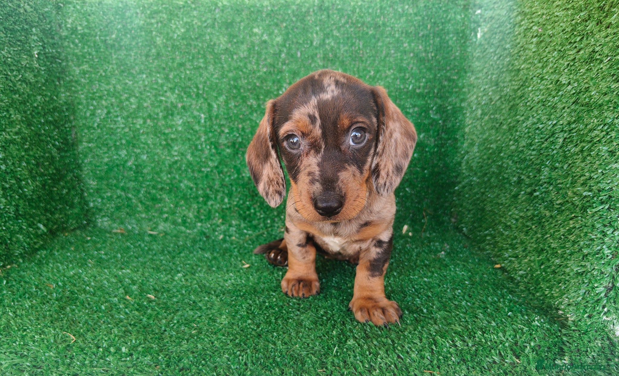 Teckel Miniatura perros en venta: Teckel miniatura  - Anuncio 17