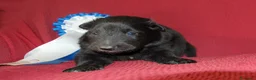 Pastor Belga Groenendael perros en venta: pastor belga groenebdarl de campeones de españa - Anuncio 3