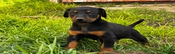 Dobermann perros en venta: Doberman  - Anuncio 1
