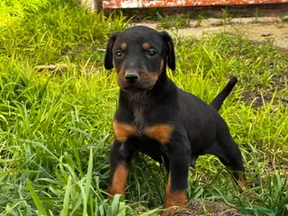 Dobermann perros Doberman - Anuncio 1