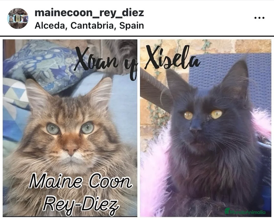 Maine Coon gatos en venta: Macho black blotched tabby - Anuncio 1