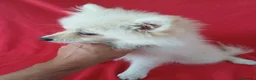 Pomerania perros en venta: Pomerania - Anuncio 2