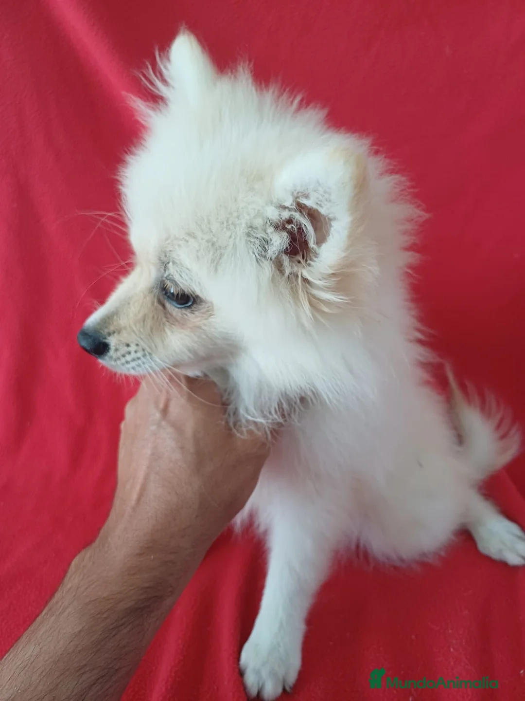 Pomerania perros en venta: Pomerania - Anuncio 2