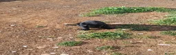 Labrador Retriever perros en venta: Cachorros Labrador Retriever - Anuncio 3