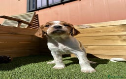 Épagneul Breton perros en venta: PRECIOSOS CACHORROS DE BRETON - Imagen 1