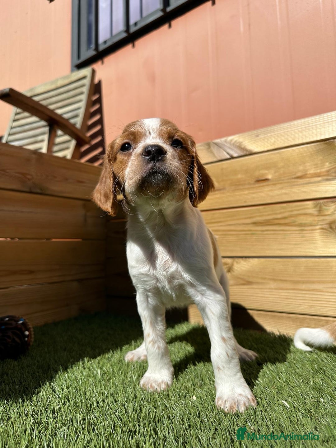 Épagneul Breton perros en venta: PRECIOSOS CACHORROS DE BRETON - Imagen 1