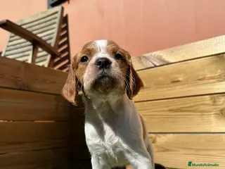 Épagneul Breton perros PRECIOSOS CACHORROS DE BRETON - Anuncio 2