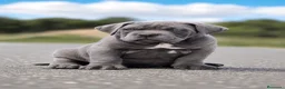 Cane Corso perros en venta: Cachorro de Cane Corso - Anuncio 5