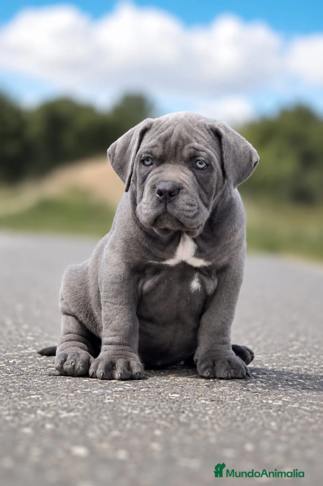 Cane Corso perros en venta: Cachorro de Cane Corso - Anuncio 5