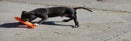 Staffordshire Bull Terrier perros en venta: Staffordshire Bull Terrier Blue - Anuncio 6